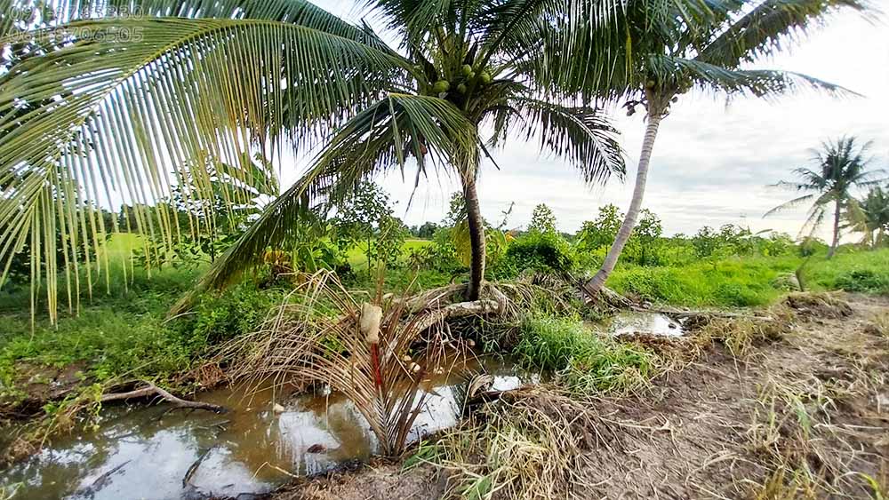 ขายที่ดินคลอง8 บึงบอน ปทุมธานี 133ตรว ถมแล้ว เหมาะปลูกบ้านสวน บรรยากาศดี น้ำไฟครบ ขายราคาถูก